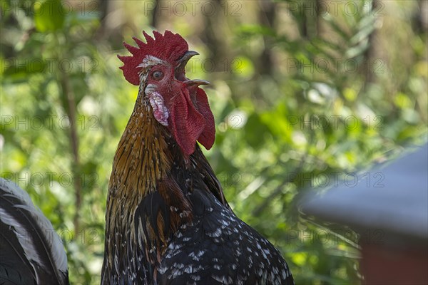 Crowing rooster (Gallus) in the greenery of Mecklenburg-Vorpommern, Germany, Europe