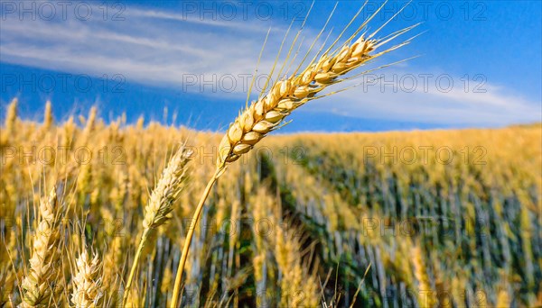 AI generated, A single ear of wheat in the cornfield, Wheat, Ear of wheat