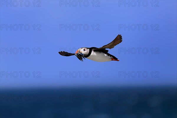 Puffin (Fratercula arctica), adult, flying, with sand eels, with food, Faroe Islands, England, Great Britain, Europe