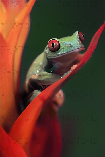 Red-eyed tree frog (Agalychnis callidryas), adult, on bromeliad, captive, Central America