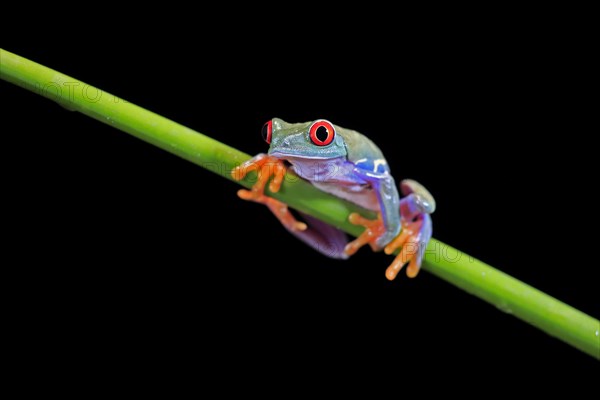 Red-eyed tree frog (Agalychnis callidryas), adult, on green stem, Aeonium, captive, Central America