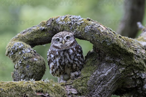 Little owl (Athene noctua), (Tyto alba), adult, on tree trunk, alert, Lowick, Northumberland, England, Great Britain