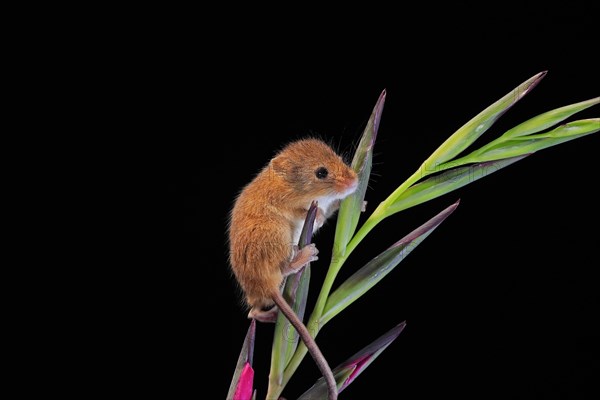 Eurasian harvest mouse (Micromys minutus), adult, on plant stem, flowering, foraging, at night, Scotland, Great Britain