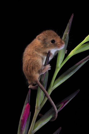 Eurasian harvest mouse (Micromys minutus), adult, on plant stem, flowering, foraging, at night, Scotland, Great Britain