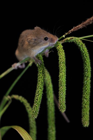 Eurasian harvest mouse (Micromys minutus), adult, on plant stalks, ears of corn, foraging, at night, Scotland, Great Britain