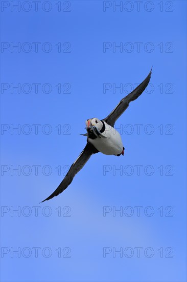 Puffin (Fratercula arctica), adult, flying, with sand eels, with food, Faroe Islands, England, Great Britain, Europe