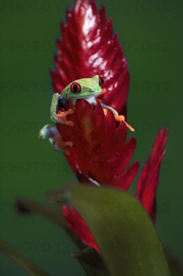 Red-eyed tree frog (Agalychnis callidryas), adult, on bromeliad, captive, Central America