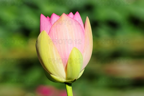 A pink-yellow lotus (Nelumbo), with water droplets on the petals in the greenery, Stuttgart, Baden-Wuerttemberg, Germany, Europe