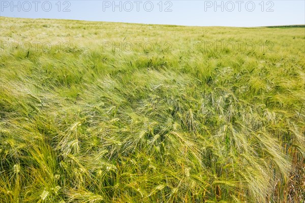 A field of barley moved by the wind stretches into the distance
