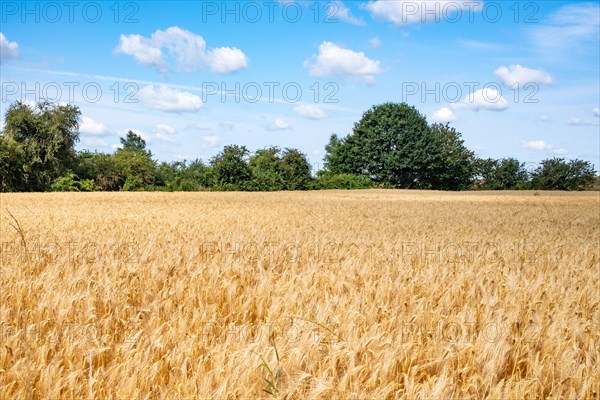 Ripe wheat field with green trees in the background and a blue sky