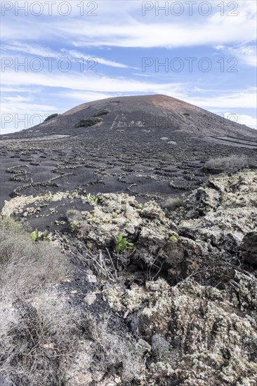 Lava landscape overgrown with lichens and succulents, in the background vineyards protected by dry stone walls, Lanzarote, Canary Islands, Spain, Europe