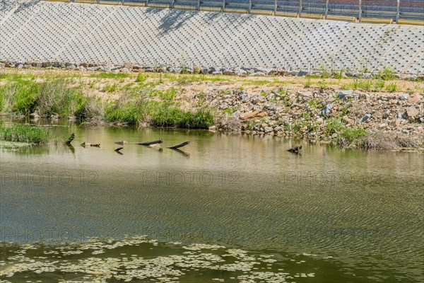 Three birds flying low over a river with scattered rocks and water lilies, in South Korea