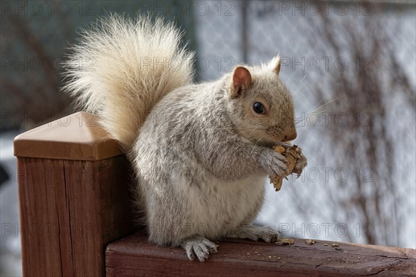 Nature, pale coloured squirrel (Sciurus) eating peanuts, Province of Quebec, Canada, North America