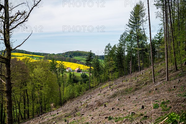 Spring landscape with bare trees in front of blossoming rape fields and cloudy sky, Bergisches Land, North Rhine-Westphalia