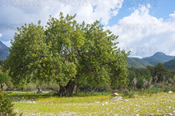 Holm oak (Quercus ilex) or holm oak, very old, solitary tree growing on a barren pasture with stony limestone soil and blooming flowers, affodill (Asphodelus), mountains with Mediterranean vegetation in the background, Aleppo pines (Pinus halepensis), trees, forest, blue sky with a few clouds, sunny landscape on the Ma-1032 pass road from Capdella to Puigpunyent in spring, spring, Mediterranean, Serra de Tramuntana, Majorca, Spain, Europe
