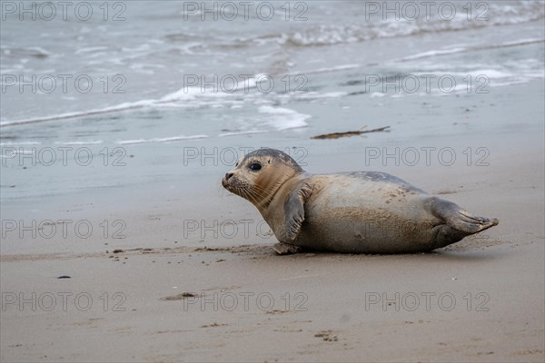 A seal lies relaxed on the sandy beach near the sea