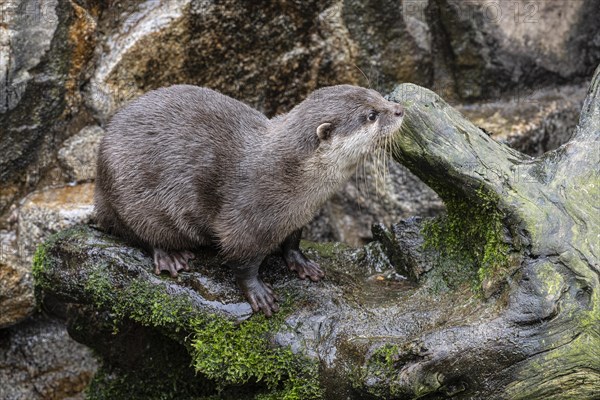 Dwarf otter, Asian oriental small-clawed otter (Aonyx cinerea), Heidelberg Zoo, Baden-Wuerttemberg, Germany, Europe