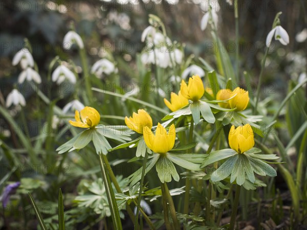 Winter aconites (Eranthis), yellow, snowdrop (Galanthus), spring, garden, Lueneburg, Lower Saxony, Germany, Europe