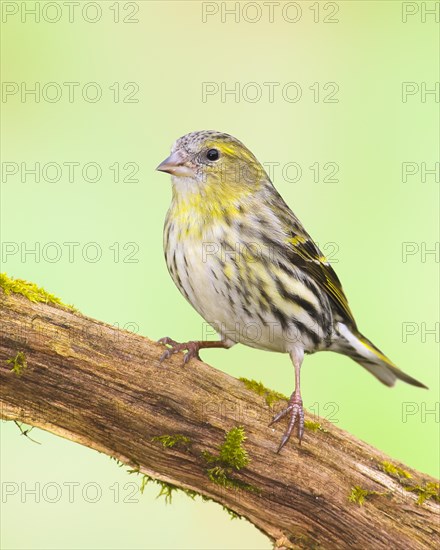 Eurasian siskin (Carduelis spinus) female sitting on a branch overgrown with moss, Wildlife, songbirds, animals, birds, Siegerland, North Rhine-Westphalia, Germany, Europe