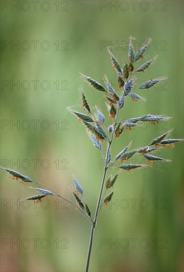 Close-up of a blade of grass with green blurred background in daylight Panicle grass Grass pollen Poa annua