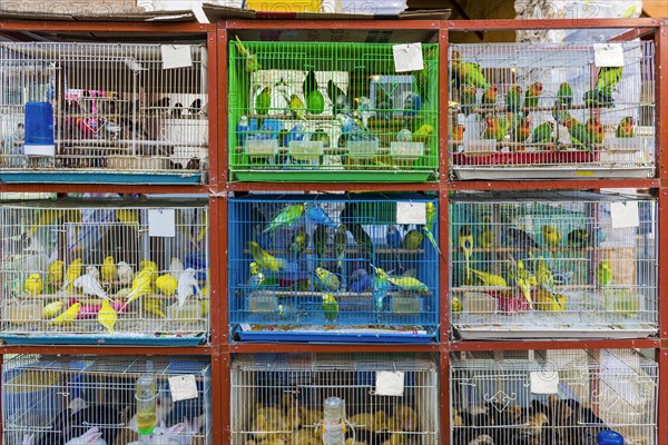 Budgerigars in cages at animal market in Doha, animal, bird, animal trade, trade, animal cruelty, law, illegal, sale, offer, souk, animal souk, Arabic, Doha, Qatar, Asia