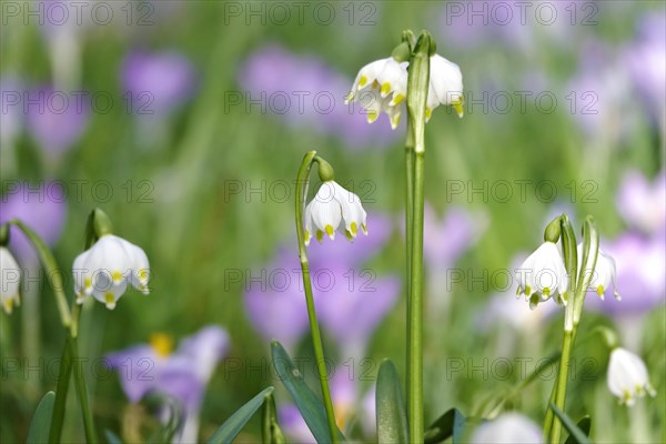 Spring snowflake in a crocus meadow, Germany, Europe