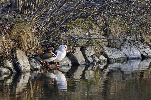 White female mandarin duck and mandarin drake, March, Germany, Europe