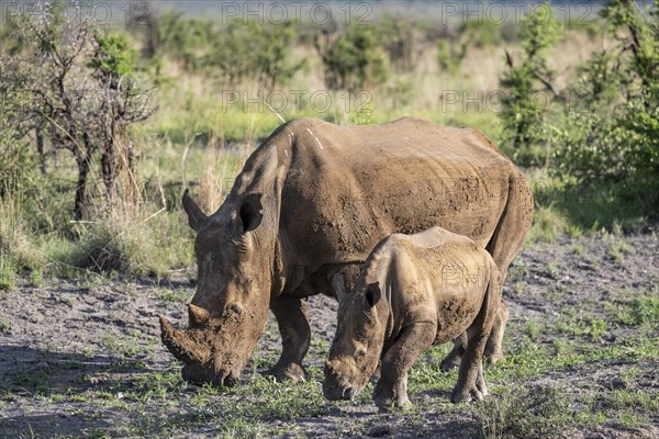 White rhinoceros (Ceratotherium simum) cow with baby, Madikwe Game Reserve, North West Province, South Africa, RSA, Africa