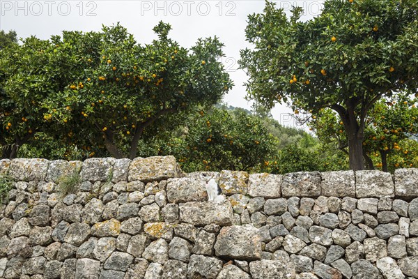 Citrus plantation and old stone wall, Fornalutx, Serra de Tramuntana, Majorca, Balearic Islands, Spain, Europe