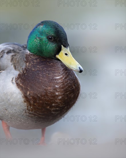 Mallard (Anas platyrhynchos) male, close-up, water droplets, looking to the right, foggy, ground blurred, Harkortsee, Ruhr area, Germany, Europe
