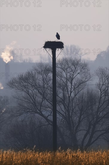 White stork (Ciconia ciconia), clapper stork, after its return from wintering, standing in its eyrie and preening itself, mood on a cold winter morning at sunrise, golden reeds in the foreground, bare trees and steam from the nearby industrial chimneys in the background, foggy, Roellingwiese Schwerte, Ruhr area, Germany, Europe