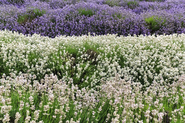 Lavender (Lavandula), lavender field on a farm, different varieties, purple and white, Cotswolds Lavender, Snowshill, Broadway, Gloucestershire, England, Great Britain