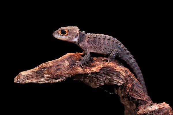 Red-eyed crocodile skink (Tribolonotus gracilis), adult, on tree, captive, New Guinea