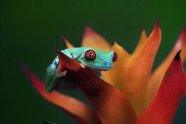 Red-eyed tree frog (Agalychnis callidryas), adult, on bromeliad, captive, Central America