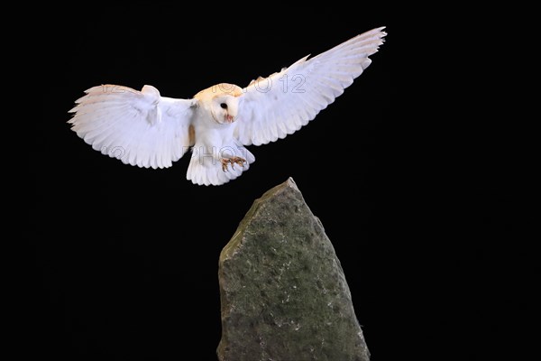 Barn owl, (Tyto alba), adult, flying, landing, on rocks, at night, Lowick, Northumberland, England, Great Britain