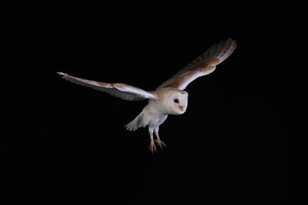 Barn Owl, (Tyto alba), adult, flying, at night, Lowick, Northumberland, England, Great Britain