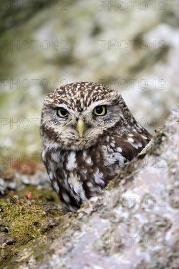 Little owl (Athene noctua), (Tyto alba), adult, on tree trunk, alert, portrait, Lowick, Northumberland, England, Great Britain