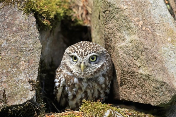 Little owl (Athene noctua), (Tyto alba), adult, at breeding den, alert, portrait, Lowick, Northumberland, England, Great Britain