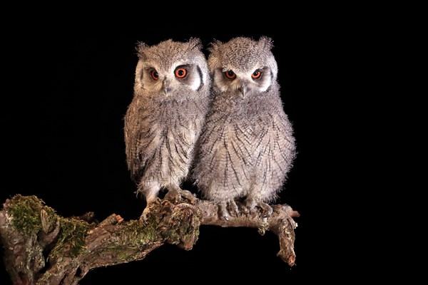 Southern white-faced owl (Ptilopsis granti), juvenile, two juveniles, siblings, at night, on guard, captive