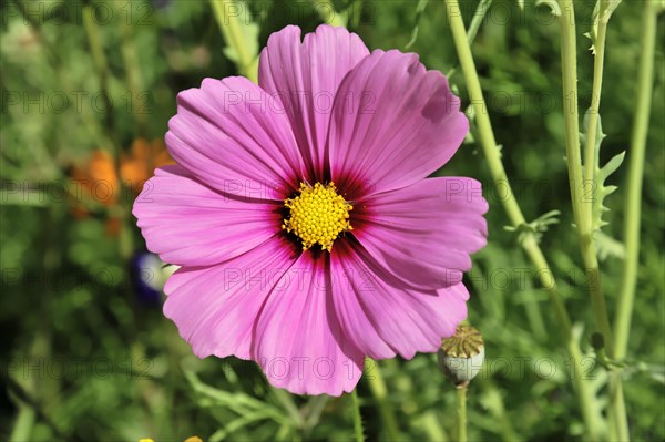 A shining pink flower (Cosmea bipinnata), Cosmea, in sunlight, close-up with green foliage in the background, Stuttgart, Baden-Wuerttemberg, Germany, Europe