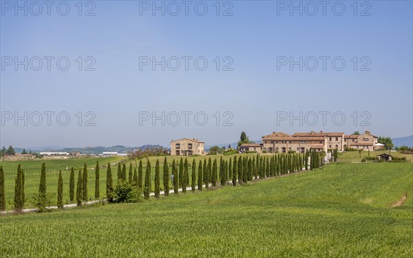 Avenue with cypresses, Borgo Beccanella, near Asciano, Crete Senesi, Tuscany, Italy, Europe