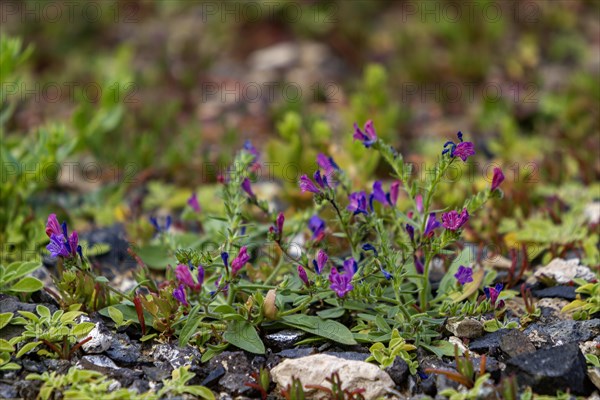 Plantain viper's bugloss, Echium plantagineum, Fuerteventura