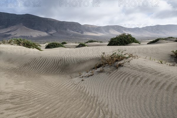 Dune landscape, Playa de Famara, Lanzarote, Canary Islands, Spain, Europe