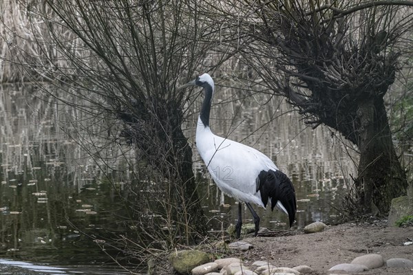 Manchurian crane (Grus japonensis), Heidelberg Zoo, Baden-Wuerttemberg, Germany, Europe