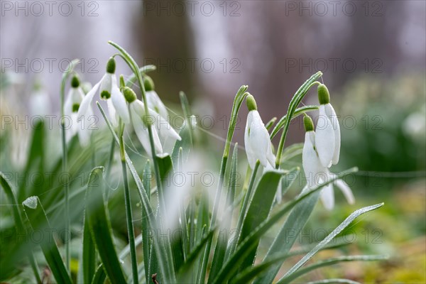 Fresh snowdrops with water droplets in focus against a blurred background, Germany, Europe