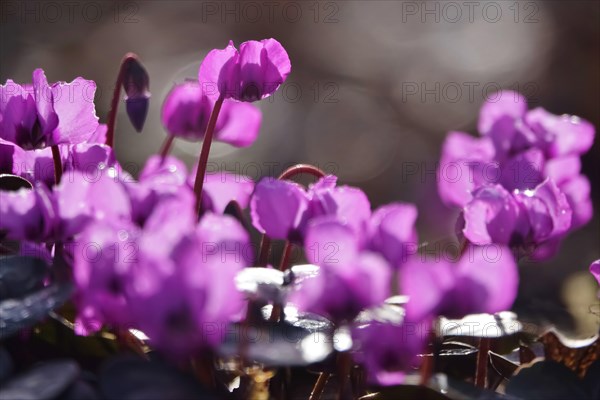 Wild cyclamen, February, Germany, Europe