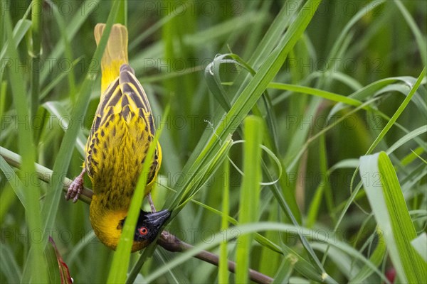 Southern masked weaver (Ploceus velatus) collecting nesting material, Madikwe Game Reserve, North West Province, South Africa, RSA, Africa