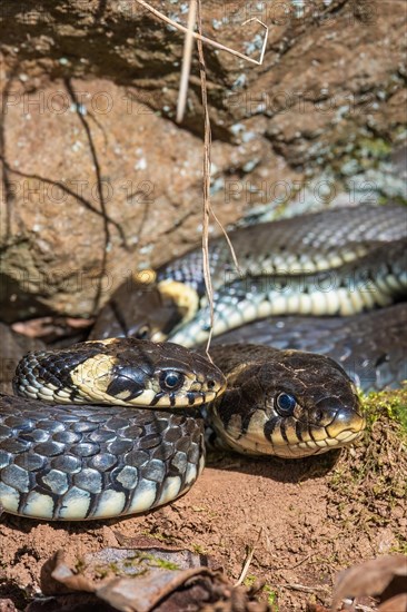 Two Grass snakes (Natrix natrix) on the ground in the spring sunshine