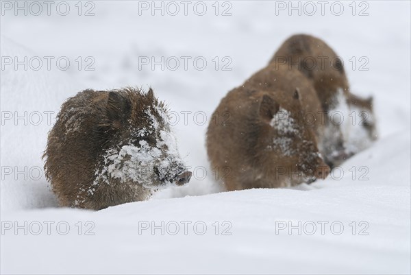 Wild boar, wild boar (Sus scrofa), fresh boar standing in the snow, Germany, Europe