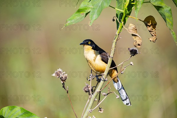 Reed warbler (Donacobius atricapillus) Pantanal Brazil